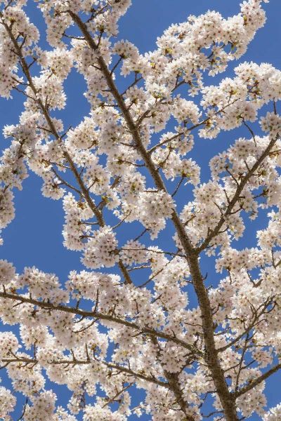 Washington, Seabeck Cherry tree blossoms